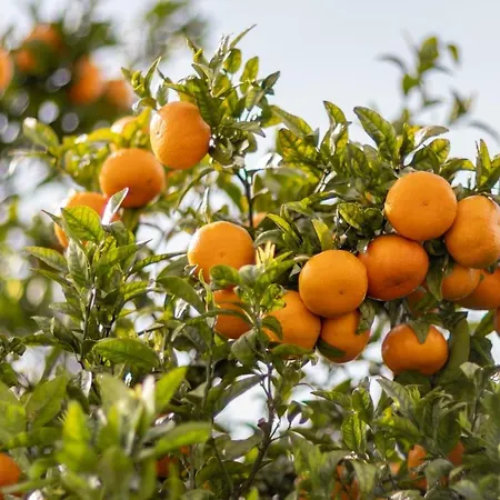 Апартаменты 733 Costa Cabral Metro