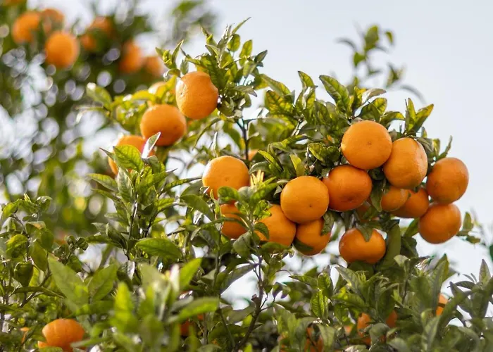 Appartement 733 Costa Cabral Metro